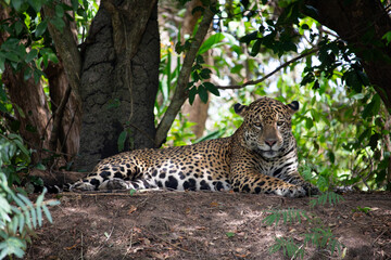 Jaguar relaxing in the middle of the Brazilian Pantanal