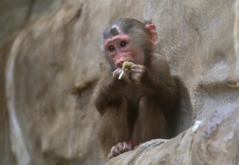 baby baboon