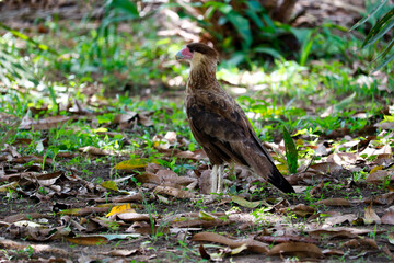 Caracara Falcon resting in the shade of a garden