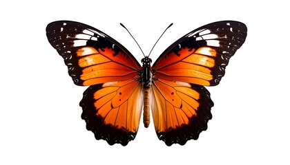 Fototapeta premium Close-up of an orange and black butterfly