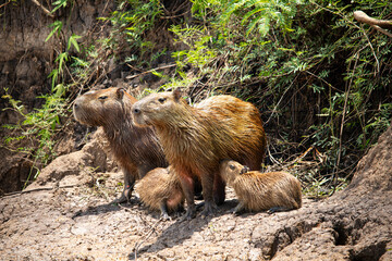Family of capybaras in the Brazilian Pantanal