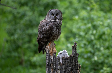 Great grey owl family in the spring