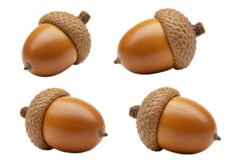 Four acorns array on transparent background autumnal nature still life