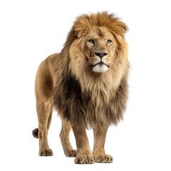 Obraz premium Majestic male lion, standing tall, rich mane, alert gaze, isolated on black background