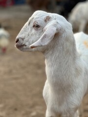 Profile of a young white goat with expressive eyes and floppy ears in a rural farm setting