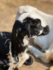 A black and white patterned young goat resting peacefully in a sunlit farmyard