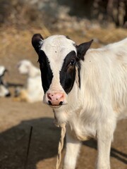 A cute black and white calf stands in a farmyard, looking directly at the camera with interest