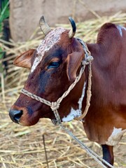 A brown and white cow with horns and a rope around its neck in a farm setting