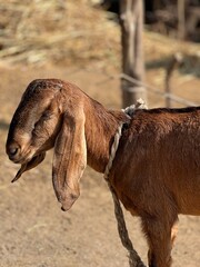 A brown goat with long ears tied with a rope stands in a rural setting
