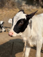 Adorable black and white calf with a rope halter in a sunny rural farmyard