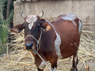 A brown and white cow with horns stands in a rural setting with hay and a simple structure in the background