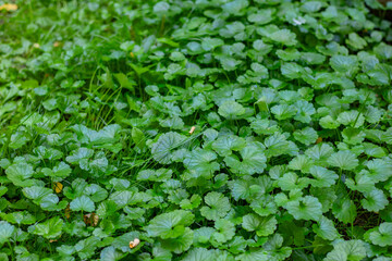 Lush green ground cover with vibrant leaves and delicate textures, creating a natural carpet in a...