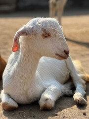 A young white goat with soft fur rests on the ground in a sunlit, outdoor farm environment