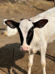 A black and white calf with distinctive facial markings stands in a sunlit outdoor farm setting