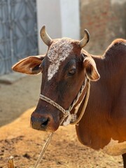 Closeup portrait of a brown and white cow with horns and a rope halter in a rural setting