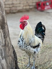 A striking white and black rooster with a red comb stands proudly in a farmyard setting