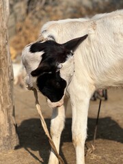 A young calf with distinctive black and white markings on its face and body