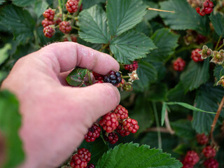 Hand picking a ripe blackberry from a bush at the end of summer
