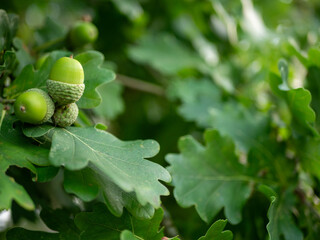 Green acorns and oak leaves on a tree branch in a forest, a sign of autumn