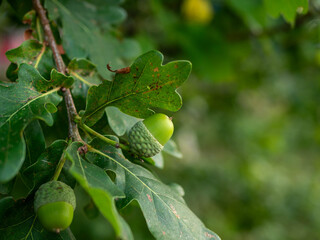 Green acorns and oak leaves on a tree branch in a forest, a sign of autumn