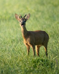 Young Deer in a Green Meadow