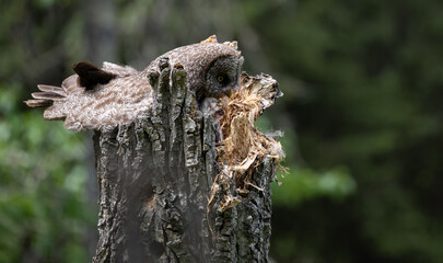 Great grey owl family in the spring