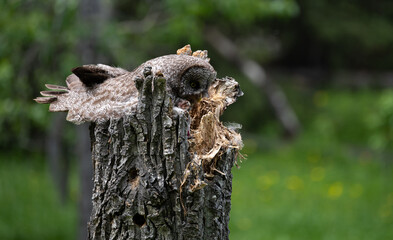 Great grey owl family in the spring
