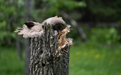 Great grey owl family in the spring