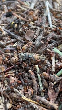 Vertical screen ants attack a gadfly and drag it into the anthill close up intense struggle natural insect life teamwork and survival in wild nature atmosphere