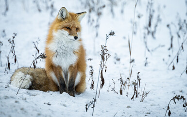 Red fox in the winter in the Canadian Rockies