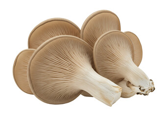 Fresh oyster mushroom cluster delicious edible fungi ingredient for culinary use