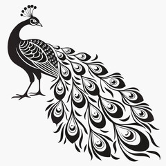 Fototapeta premium peacock vector illustration