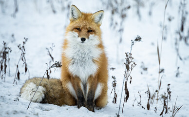 Obraz premium Red fox in the winter in the Canadian Rockies