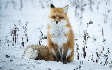 Obraz premium Red fox in the winter in the Canadian Rockies
