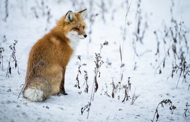 Obraz premium Red fox in the winter in the Canadian Rockies
