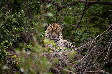 Jaguar sleeping in the middle of the Brazilian Pantanal