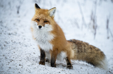 Obraz premium Red fox in the winter in the Canadian Rockies