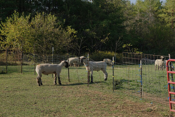 Shropshire sheep in Ohio farm field. © ccestep8