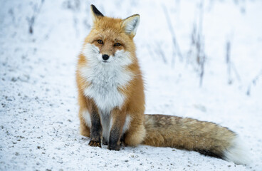 Red fox in the winter in the Canadian Rockies