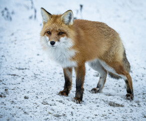 Fototapeta premium Red fox in the winter in the Canadian Rockies