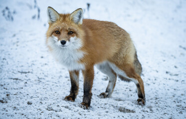 Red fox in the winter in the Canadian Rockies