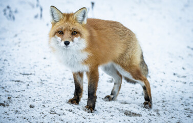 Red fox in the winter in the Canadian Rockies