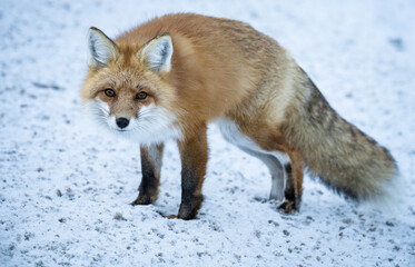 Obraz premium Red fox in the winter in the Canadian Rockies