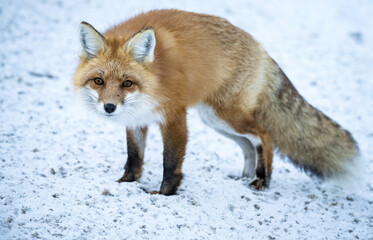 Red fox in the winter in the Canadian Rockies