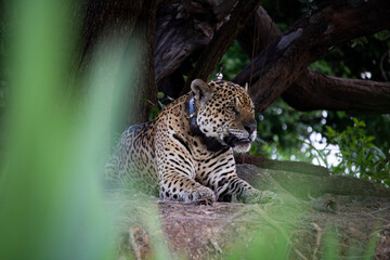 Large male jaguar relaxing in the middle of the Brazilian Pantanal