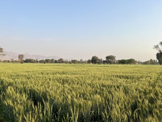 Expansive green wheat field under a clear blue sky with distant hills