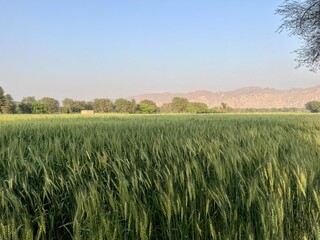 Vast green wheat field under a clear blue sky with distant hills and trees