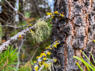 Moss growing in the forest