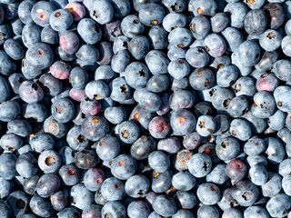 Fresh blueberries, vibrant texture, healthy eating concept