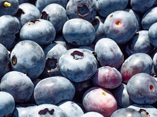 Fresh blueberries close-up, vibrant colors, organic harvest